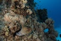 Moray eel - St John's reef Egypt