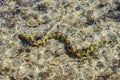 Moray eel under water in shallow sea coral reef