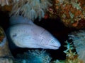 Moray eel