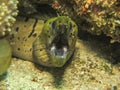Moray eels Royalty Free Stock Photo