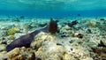 Moray eels (Muraenidae), Giant moray eels.