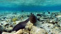 Moray eels (Muraenidae), Giant moray eels.