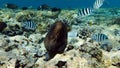 Moray eels (Muraenidae), Giant moray eels.