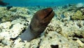 Moray eels (Muraenidae), Giant moray eels.