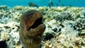 Moray eels (Muraenidae), Giant moray eels.