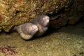 Moray eels in the oman Royalty Free Stock Photo