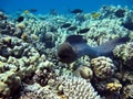 Moray eels .Giant moray eels.