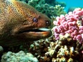 Moray eels .Giant moray eels.