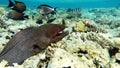 Moray eels (Muraenidae), Giant moray eels.