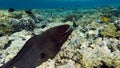 Moray eels (Muraenidae), Giant moray eels.