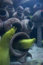 Moray Eels In Sunken Ship