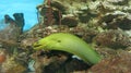 Moray eels swimming out of corals