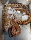 Moray fish for sale at fish bazaar Royalty Free Stock Photo