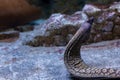 Moray is a genus of fish of the moray eel family. Representatives of the genus are widespread in the Mediterranean Sea Royalty Free Stock Photo