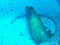 a moray in his cave Royalty Free Stock Photo