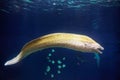 Moray hunting underwater