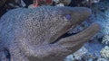 Moray hunts in the Red Sea Royalty Free Stock Photo