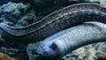 Moray mediterranean long diving predator fishes - two morays swim underwater