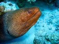 Moray on rocks Royalty Free Stock Photo
