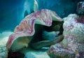 Moray under shell, underwater life Royalty Free Stock Photo