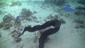 Morays on Coral Reef