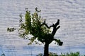 Morbit but green tree under fleecy clouds Royalty Free Stock Photo