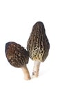 Morchella conica Royalty Free Stock Photo