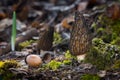 Morchella conica