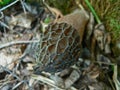 Morchella conica strange cone shaped mushroom close up macro photo Royalty Free Stock Photo