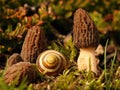 Morchella, edible mushroom.