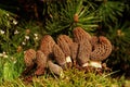 Morchella, edible mushroom.