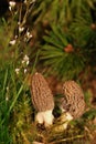 Morchella, edible mushroom.