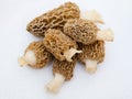 Morchella Morels Sponge Mushrooms