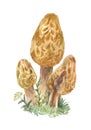 Morchella mushrooms, watercolor