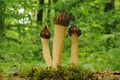 Morchella semilibera Royalty Free Stock Photo