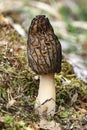Morchella, the true morels grows in forest. Edible mushrooms closely related to anatomically simpler cup fungi. Gourmet cooks Royalty Free Stock Photo