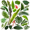 More beautiful exotic tropical leaves, isolated