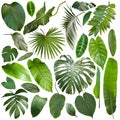 More beautiful exotic tropical leaves, isolated