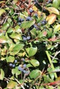 More blue berries on the bush