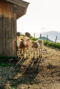 More cows standing next to a trafitional tyrol hutte in sunrise Royalty Free Stock Photo