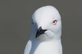 Black Billed Gull Endemic to New Zealand