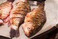 More fresh carp on a baking before baking closeup. river fish