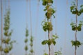 Less is more in the Hops that grow Royalty Free Stock Photo