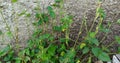 plants near the wall are beautiful Royalty Free Stock Photo