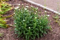 More of the Shasta daisy blooms open up