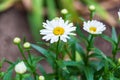 More of the Shasta daisy blooms open up