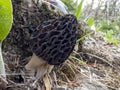 more spore-rich type of morel mushroom Royalty Free Stock Photo