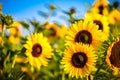 More Sunflower at the sunrise Royalty Free Stock Photo