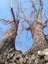 More than a century old powerful tree. A willow that looks like a dragon. Thick trunks and leafless branches against the sky Royalty Free Stock Photo