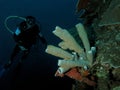 Diver with five beautiful coral sponge